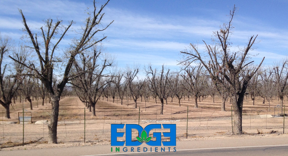 EDGE2EDGE 6.0